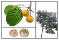 santol 